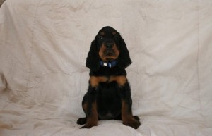 Blue Boy 1